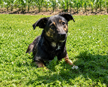 SASSY, Hund, Mischlingshund in Hagen