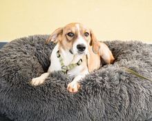 ENJO, Hund, Mischlingshund in Hagen