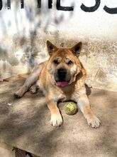 COCO, Hund, Mischlingshund in Ungarn