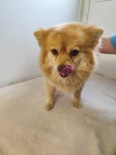 TALULA, Hund, Spitz-Mix in Slowakische Republik