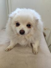 ENOLA, Hund, Spitz-Mix in Slowakische Republik