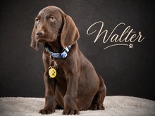 WALTER, Hund, Deutsch Kurzhaar in Portugal
