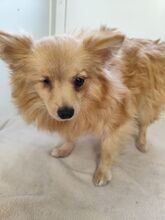LORNA, Hund, Spitz-Mix in Slowakische Republik