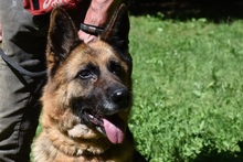 URBINA, Hund, Deutscher Schäferhund in Italien