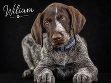 WILLIAM, Hund, Deutsch Kurzhaar in Portugal