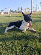 YAKI, Hund, Ratonero Bodeguero Andaluz-Mix in Spanien