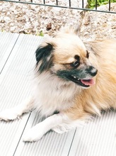 COCO, Hund, Mischlingshund in Hausen