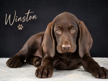 WINSTON, Hund, Deutsch Kurzhaar in Portugal