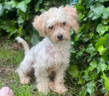 PUFI, Hund, Bichon in Rumänien