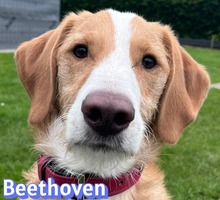 BEETHOVEN, Hund, Mischlingshund in Brande-Hörnerkirchen