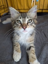 YUNTIK, Katze, Hauskatze in Zypern