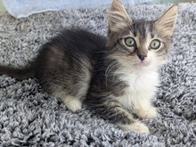 PERSEPHONE, Katze, Hauskatze in Zypern