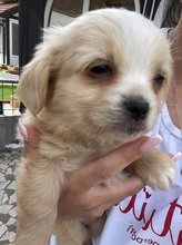 TIFFY, Hund, Pekingese in Bosnien und Herzegowina