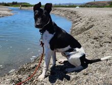 MIA, Hund, Bodeguero Andaluz-Mix in Herten