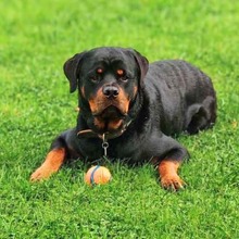 DROGO, Hund, Rottweiler in Dresden
