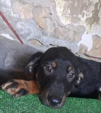 TIFFANY, Hund, Mischlingshund in Italien