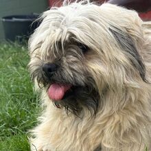 KRYSTAL, Hund, Affenpinscher in Rumänien
