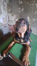 AMARO, Hund, Mischlingshund in Italien