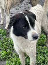 CRINO, Hund, Mischlingshund in Rumänien