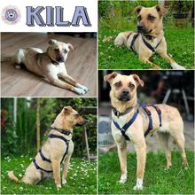KILA, Hund, Mischlingshund in Rackwitz