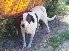 VASOULA, Hund, Mischlingshund in Griechenland