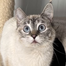 MARIA, Katze, Siamkatze in Spanien