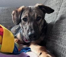 AANG, Hund, Mischling in Bad Pyrmont