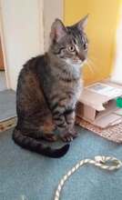 ANDRA, Katze, Europäisch Kurzhaar-Mix in Hannover