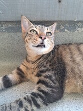 PAULCHEN, Katze, Hauskatze in Türkei