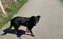 EBONY, Hund, Mischlingshund in Gevelsberg