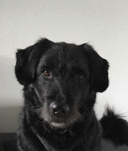 TARTUFO, Hund, Herdenschutzhund in Dohren