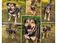 LEOH, Hund, Mischlingshund in Karlsruhe