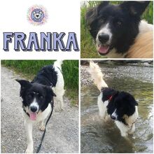 FRANKA, Hund, Mischlingshund in Eichenau