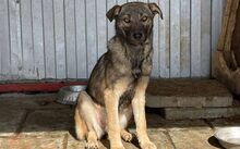 ELODIE, Hund, Hütehund-Mix in Feldkirchen-Westerham