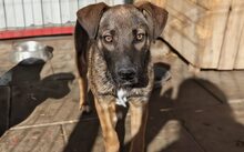 ALADDIN, Hund, Hütehund-Mix in Feldkirchen-Westerham