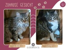 LINDA, Katze, Langhaarkatze-Mix in Bulgarien