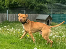 FRED, Hund, American-Staffordshire-Terrier-Pitbull-Mischling in Hamburg