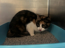 PEGGY, Katze, Europäisch Kurzhaar in Hamburg