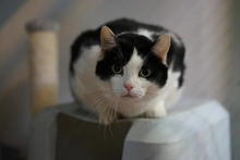 MANNI, Katze, Europäisch Kurzhaar in Hamburg