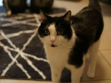 ROCKY, Katze, Europäisch Kurzhaar in Hamburg