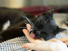 LETTI, Katze, Europäisch Kurzhaar in Hamburg