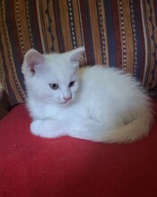 CHIP, Katze, Europäisch Kurzhaar in Bad König