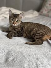 BRUSNIKA, Katze, Europäisch Kurzhaar in Ukraine