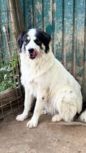 PEPPER, Hund, Mischlingshund in Italien