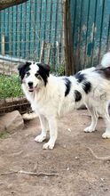 DAISY, Hund, Mischlingshund in Italien