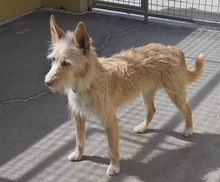 VIANO, Hund, Mischlingshund in Spanien