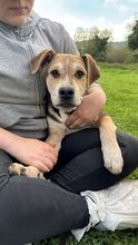 GIANNI, Hund, Mischlingshund in Italien