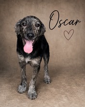OSCAR, Hund, Mischlingshund in Italien
