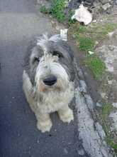 PUPA, Hund, Mischlingshund in Italien
