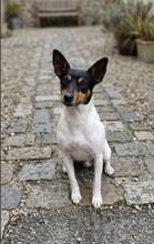 ALWIN, Hund, Bodeguero Andaluz in Spanien